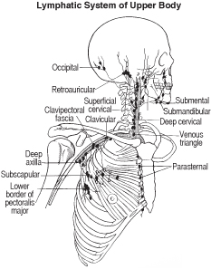 lymph-upper
